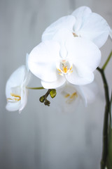 Naklejka na ściany i meble flowers of white orchid, white orchid