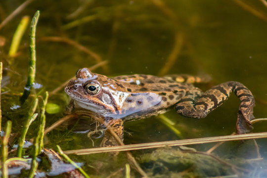 Springfrosch