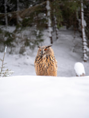 Eurasian eagle-owl (Bubo Bubo) in snowy fores. Eurasian eagle owl sitting on snowy ground. Owl portrait.