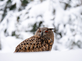 Eurasian eagle-owl (Bubo Bubo) in snowy fores. Eurasian eagle owl sitting on snowy ground. Owl portrait.