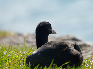 Fulica atra - Foulque macroule couchée dans l'herbe