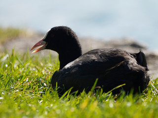 Fulica atra - Foulque macroule couchée dans l'herbe