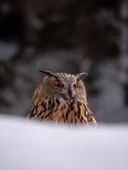 Eurasian eagle-owl (Bubo Bubo) in snowy fores. Eurasian eagle owl sitting on snowy ground. Owl portrait.