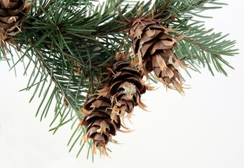 brown dried cones of spruce tree