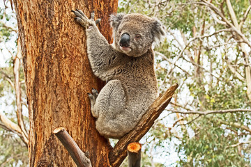 A Koala clings to the trunk of a tree on Phillip Island, Victoria, Australia.