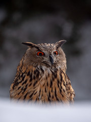 Eurasian eagle-owl (Bubo Bubo) in snowy fores. Eurasian eagle owl sitting on snowy ground. Owl portrait.