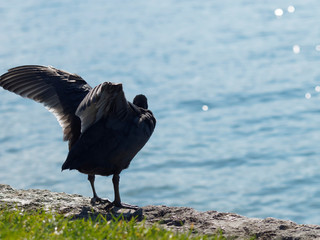 Fulica atra - Foulque macroule prenant son envol