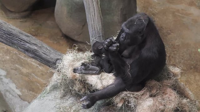 A Mother Gorilla Nursing Her Baby in 4K