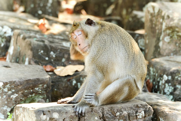Eine Affe in Angkor Wat
