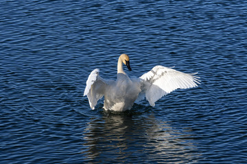 swan on the lake