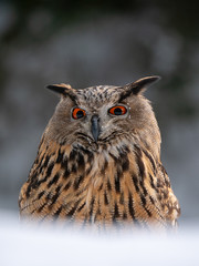 Eurasian eagle-owl (Bubo Bubo) in snowy fores. Eurasian eagle owl sitting on snowy ground. Owl portrait.