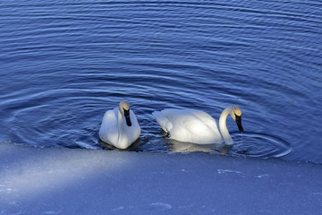 swans on the lake