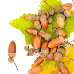 Acorns and oak leaves isolated on white background.