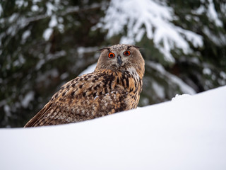 Eurasian eagle-owl (Bubo Bubo) in snowy fores. Eurasian eagle owl sitting on snowy ground. Owl portrait.