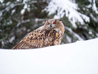 Eurasian eagle-owl (Bubo Bubo) in snowy fores. Eurasian eagle owl sitting on snowy ground. Owl portrait.