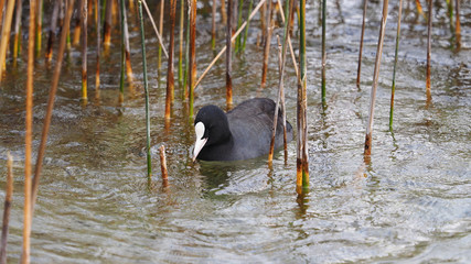 Fulica atra - Foulque macroule nageant entre les joncs au bord de l'eau