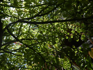 green leaves of a tree