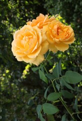 pretty yellow roses close up