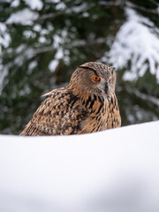 Eurasian eagle-owl (Bubo Bubo) in snowy fores. Eurasian eagle owl sitting on snowy ground. Owl portrait.