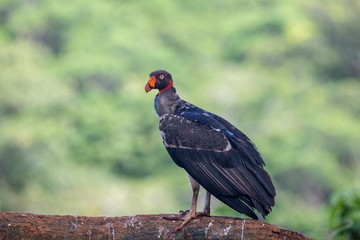 King vulture, Sarcoramphus papa, large bird found in Central and South America. Flying bird, forest in the background. Wildlife scene from tropic nature. Red head bird. Condor with open wing, Panama