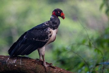 King vulture, Sarcoramphus papa, large bird found in Central and South America. Flying bird, forest in the background. Wildlife scene from tropic nature. Red head bird. Condor with open wing, Panama