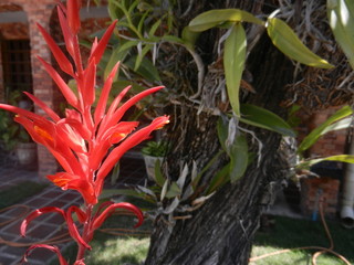 succulent plant in the garden