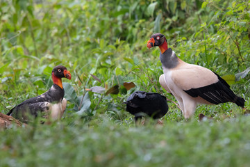 King vulture, Sarcoramphus papa, large bird found in Central and South America. Flying bird, forest...