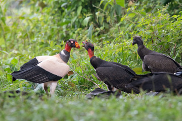 King vulture, Sarcoramphus papa, large bird found in Central and South America. Flying bird, forest...