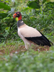 King vulture, Sarcoramphus papa, large bird found in Central and South America. Flying bird, forest in the background. Wildlife scene from tropic nature. Red head bird. Condor with open wing, Panama