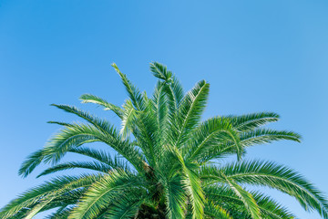 Palm tree with blue sky, beautiful tropical background with copy space.