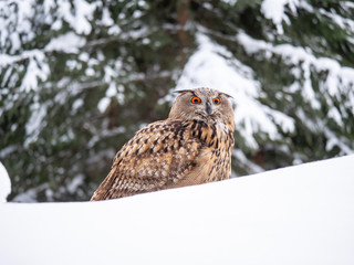 Eurasian eagle-owl (Bubo Bubo) in snowy fores. Eurasian eagle owl sitting on snowy ground. Owl portrait.