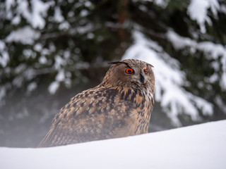 Eurasian eagle-owl (Bubo Bubo) in snowy fores. Eurasian eagle owl sitting on snowy ground. Owl portrait.