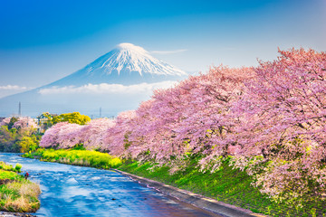 Mt. Fuji, Japan spring landscape. - obrazy, fototapety, plakaty