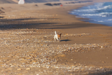 Fototapeta na wymiar Little beautiful funny dog ​​Jack Russell Parson Terrier enthusiastically and cheerfully plays on the sea beach. Charming legendary cult dog terrier Jack Russell Parson frolics in nature