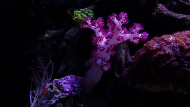 Carnation Tree Coral (Dendronephthya sp.)