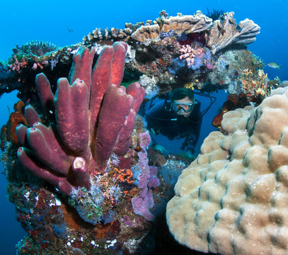 Scuba diver explores the beautiful coral reff. 