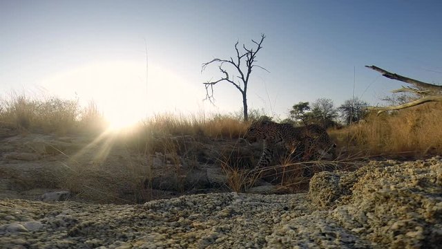 Wild female leopard passing by a hidden Gopro that was placed on a granite rock in a drainage line. Greater Kruger South Africa. Flat plane. Hidden Gopro camera