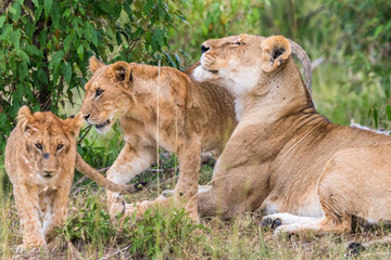 Lion Cubs with his mother in the savanna