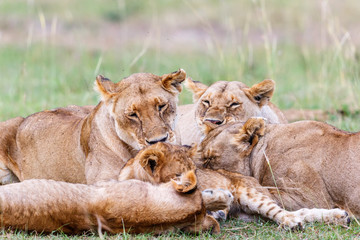 Lionesses with their cubs lying and resting