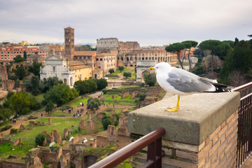 Seagull siting at the Roman Forum in Rome, Italy