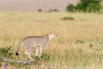 African Cheetah standing in the grass and watching