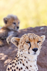 Cheetah mother with one cub rest in the shade