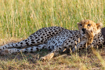 Resting Cheetah lying down and scratches his nose with his paw