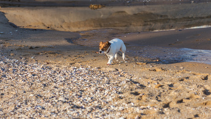 Little beautiful funny dog ​​Jack Russell Parson Terrier enthusiastically and cheerfully plays...
