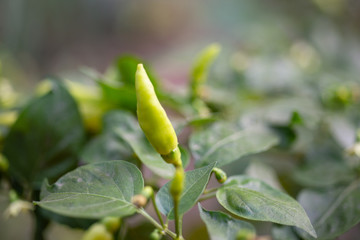 Green chilli on trees.