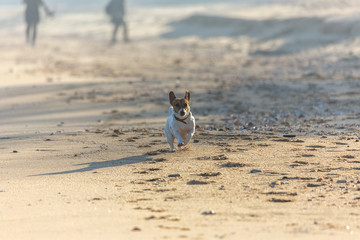 Little beautiful funny dog ​​Jack Russell Parson Terrier enthusiastically and cheerfully plays...