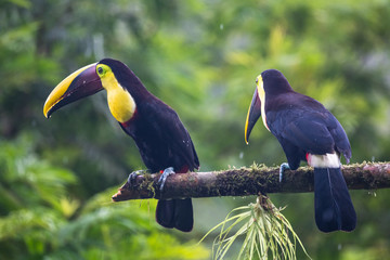 Keel-billed Toucan - Ramphastos sulfuratus, large colorful toucan from Costa Rica forest with very colored beak.
