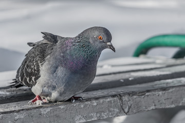 A gray pigeon with rainbow neck and bright eyes is on an old shabby gray wooden bench with white snow on a white background in the park in winter