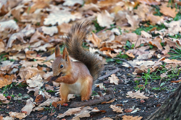 squirrel in the forest
