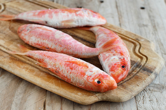 Fresh raw surmullet fish